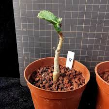 Image result for Cyphostemma quinatum