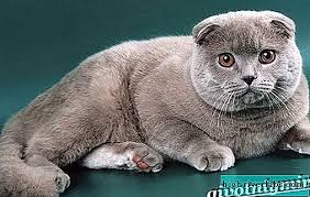 Kucing siam merupakan jenis kucing yang memiliki bulu pendek yang hanya membutuhkan perawatan standar. Kucing Inggeris Penerangan Ciri Penjagaan Dan Harga Kucing British Kucing