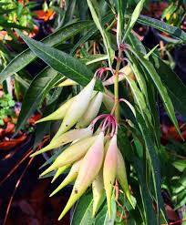 Image result for Asclepias albens