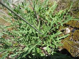 Image result for Diplotaxis