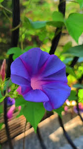 Image result for Astripomoea