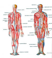 Muscles Of The Human Body Labeling The Human Body Muscles Human Muscles Labeled Muscle Of Human Muscular System Human Body Muscles Human Anatomy And Physiology