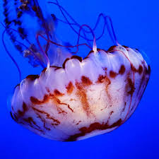 Often found with young slender crabs hitching a ride in the jelly's bell. Chrysaora Colorata Explore Tumblr Posts And Blogs Tumgir