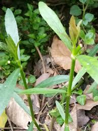 Image result for Oxygonum sinuatum