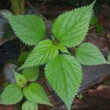 Image result for Tragia glabrata