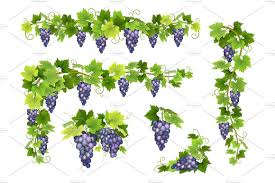 Vector Set Bunches Of Grapes Grapes Grape Bunch Vine Drawing