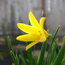 Image result for Cyrtanthus breviflorus