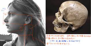 ５ まずは頭蓋骨です 特に重要なのは 耳はくびの中心の位置から 目と鼻の距離 耳の大きさはほぼ同じ というところです また 耳の付け根のくぼみは顔のパーツの次に目立つところです しっかり濃いめの影をつけると引き締まります via oekaki heyhey