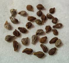 Image result for Diplocyclos