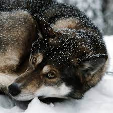 The agouti series is currently known to consist of four alleles: Agouti Husky Breed Profile Information Spiritdog Training