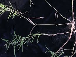 Image result for Capillipedium