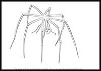 We did not find results for: How To Draw Spiders Drawing Tutorials Drawing How To Draw Spiders Cartoons Scary Spiders Faces Drawing Lessons Step By Step Techniques For Cartoons Illustrations