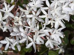 Image result for Ancylobothrys