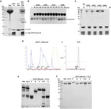 Protein Source And Choice Of Anticoagulant Decisively Affect Nanoparticle  Protein Corona And Cellular Uptake - Nanoscale (Rsc Publishing)  Doi:10.1039/C5Nr08196C