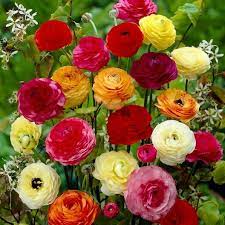 Ranunculus Bulbs Mix Spring Flower Bulbs Eden Brothers Easy To Grow Bulbs Spring Flowering Bulbs Bulb Flowers