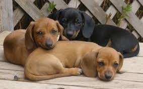 We welcome visitors to california corgi's in paradise, we enjoy meeting the new potential puppy parents. High Sierra Dachshunds