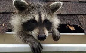 All relocation companies in our network are licensed and insured. How To Get Raccoons And Other Animals Out Of Your Attic