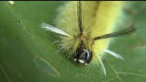The cinnabar moth caterpillar (tyria jacobaeae) the black and yellow striped caterpillar of the cinnabar moth is one of the most instantly recognisable caterpillars in the british isles and europe. Poisonous Stinging Hair Caterpillars Can Cause Itchy Reaction Youtube