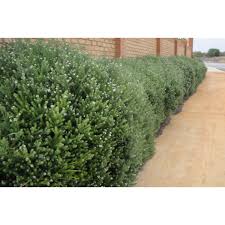 Image result for Westringia