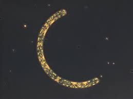 Image result for Dignathia gracilis