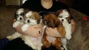 Shih Tzu Puppy For Sale In Centralia Mo Adn 24659 On Puppyfinder Com Gender Female Age 10 Weeks Old Shih Tzu Puppy Puppies For Sale Baby Shih Tzu