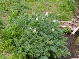Image result for Fumariaceae
