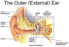 Quizlet is the easiest way to study, practice and master what you're learning. Ear Canal Causes Of Pain Itchy Infection Swollen Blood Cyst Bump