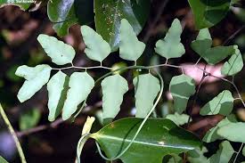 Image result for Lygodium microphyllum