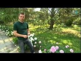 Edina kérése a pünkösdi rózsa volt. Punkosdi Rozsa Youtube