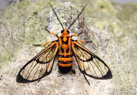 As moths, they don't have any jaws, and can't even bite an. Monday Nature Zen The Not Actually A Wasp Moth Wired