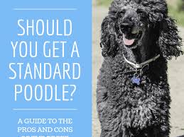 Check spelling or type a new query. Is The Standard Poodle The Best Dog For You Pethelpful