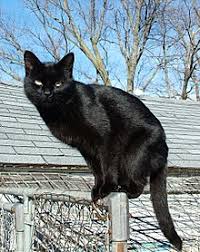 A secondary symbolism is derived fro its colour; Black Cat Wikipedia