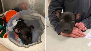 Pittielove's primary goal is to ensure that our rescued dogs will never again suffer from abuse or neglect. Pit Bull Puppy Recovering After Lit On Fire In New Jersey Abc7 New York