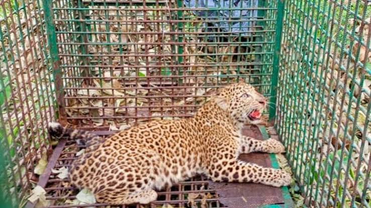 cheetah: দলগাঁও চা বাগানে ধরা পড়ল আরও একটি চিতাবাঘ