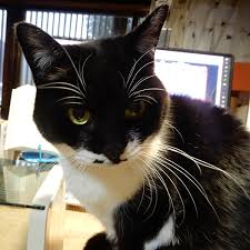 猫に危険な植物 毒 食べさせないで 1 ねこと暮らす