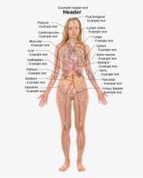 She holds the guinness world record for the smallest waist on a living person. Female With Organs Woman Internal Body Parts Hd Png Download Transparent Png Image Pngitem