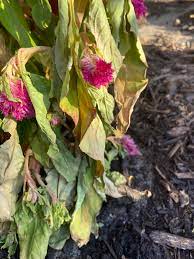 Wilting Celosia Ask An Expert