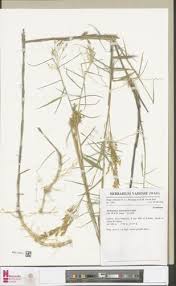 Image result for Trichopteryx marungensis