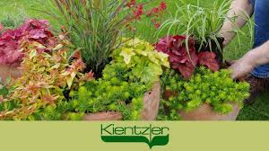 Sie können sie im späten herbst in den garten umsetzen oder im kübel. Herbstzauber Winterharte Stauden Fur Balkon Und Garten Pflanzen Youtube