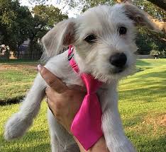 Select the closest staples for your store's hours and contact information. Nashua Nh Maltese Meet Bianca A Pet For Adoption