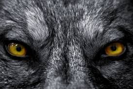 werewolf wallpaper werewolves