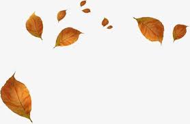 فال مابل ليف يترك ع م ل ي ة س ق وط و ر ق أوراق ذابلة ليف بليد In 2020 Flower Png Images Autumn Leaves Flower Background Wallpaper