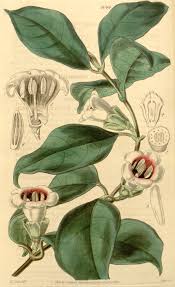 Image result for Sherbournia bignoniiflora