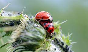 It relies on predation, parasitism, herbivory, or other natural mechanisms, but typically also involves an active human management role. Free Images Nature Flower Summer Insect Fauna Ladybird Invertebrate Close Up Hairy Thistle Coccinellidae Sting Aphids Macro Photography Lucky Charm Pairing Leaf Beetle Harmonia Axyridis Asian Ladybug Biological Pest Control