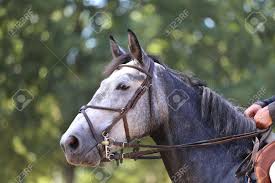 This is the perfect choice when partnership is the top priority. Unknown Contestant Rides At Dressage Horse Event In Riding Ground Head Shot Close Up Of A Dressage Horse During A Competition Event Stock Photo Picture And Royalty Free Image Image 164686850