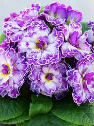Image result for Primula