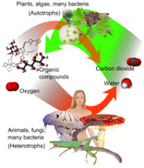 Jun 11, 2019 · the cellular respiration process occurs in eukaryotic cells in a series of four steps: Cellular Respiration Create Webquest