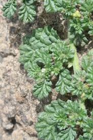 Image result for Coldenia procumbens