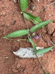 Image result for Oldenlandia affinis