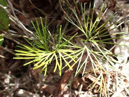 Image result for Schizaea pectinata